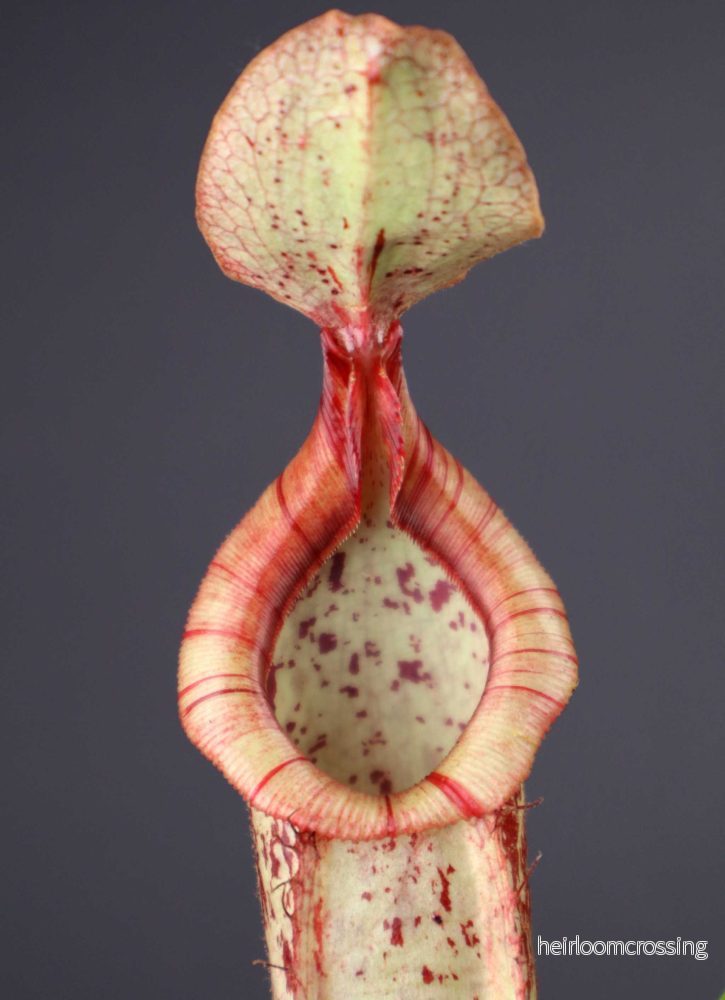 Nepenthes x Mojito
