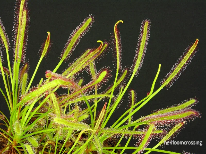 Sileshår (Drosera capensis "smalbladig") | frön, 25 st.