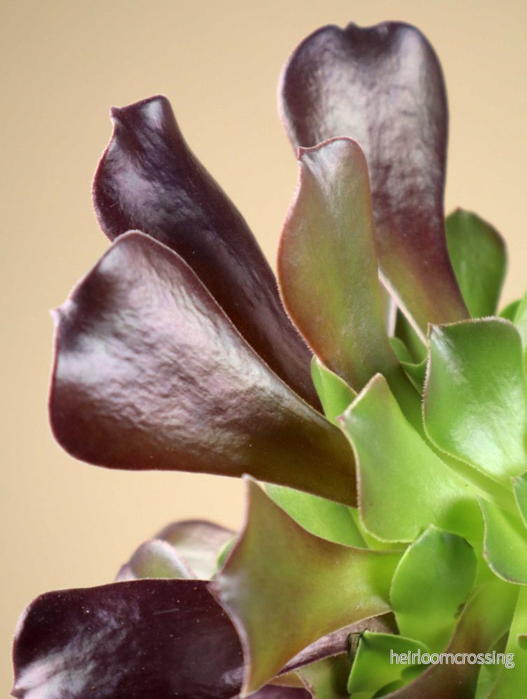 Aeonium arboreum | Stor trädtaklök - Bild 3