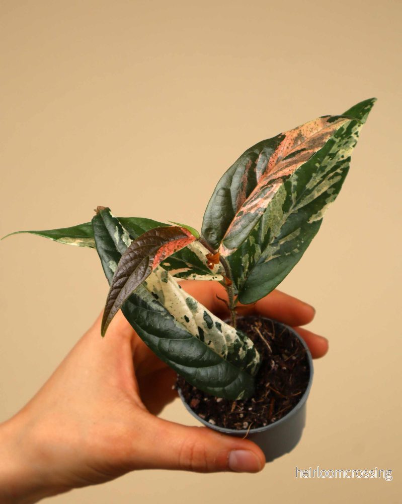 Ficus sagittata 'pink variegata'