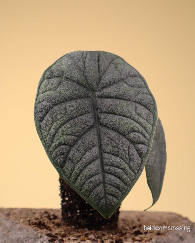 Alocasia melo - Bild 2