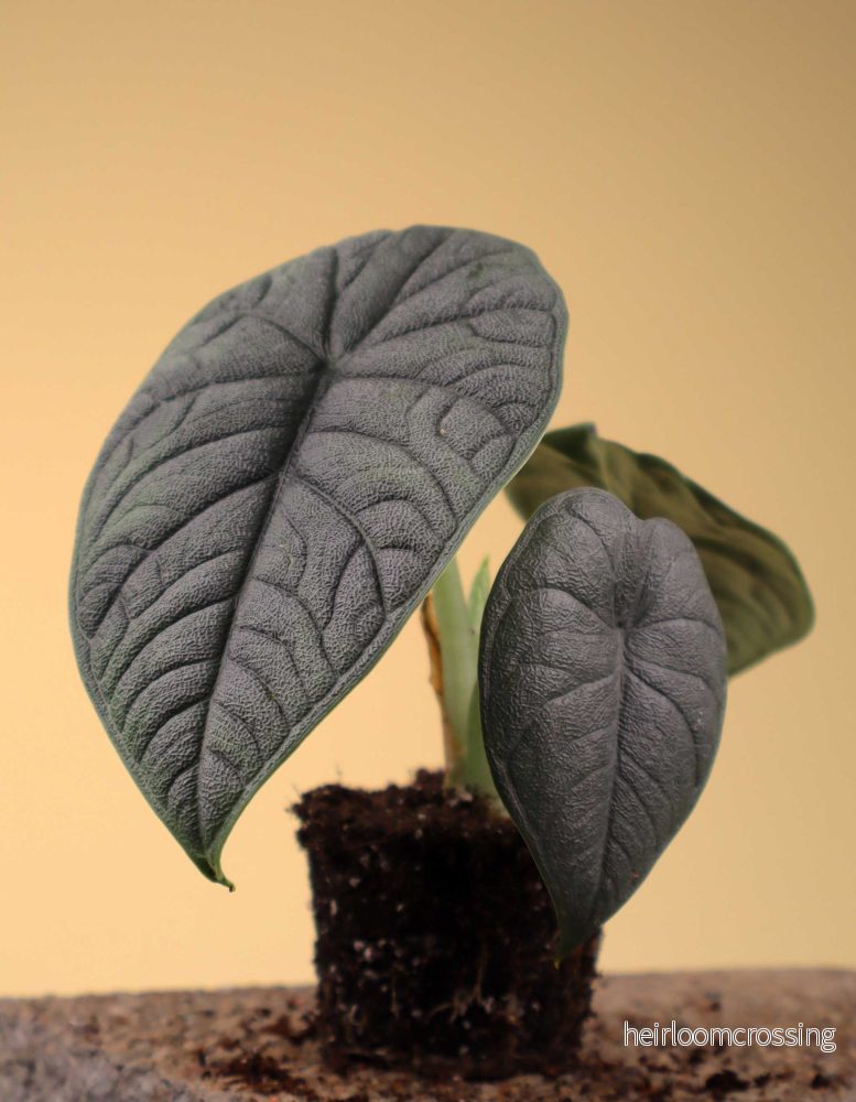 Alocasia melo