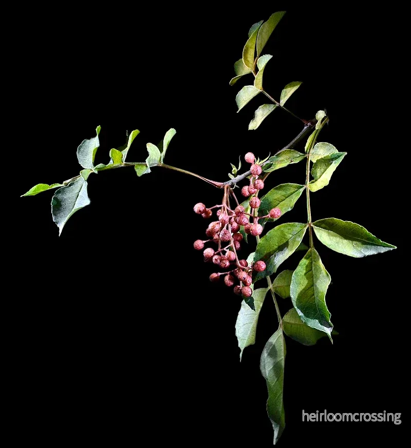 Japanskt pepparträd (Zanthoxylum piperitum) | frön, 10 st.