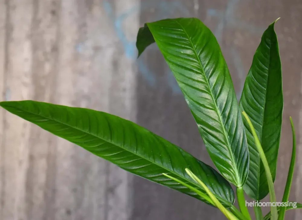 Philodendron Campii - Bild 3