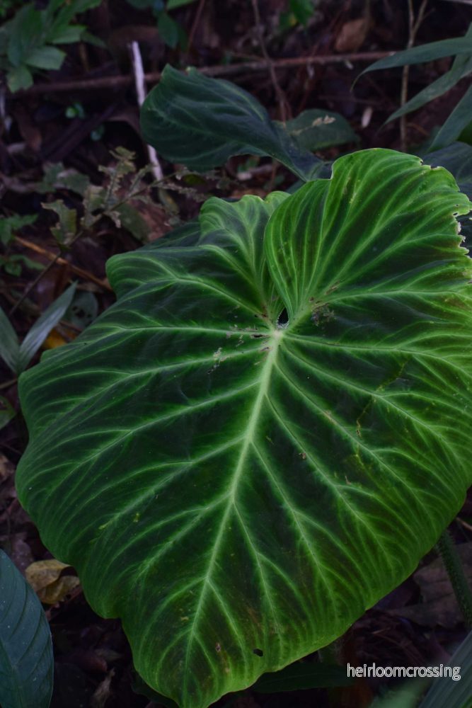 Philodendron verrucosum - Bild 2
