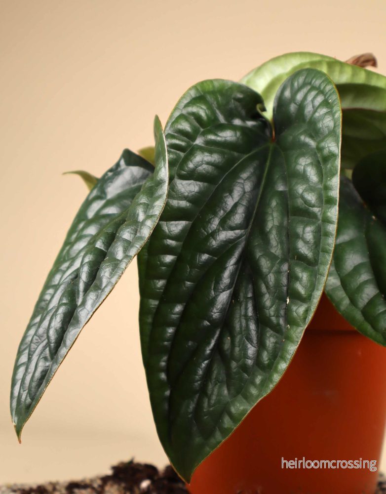 Anthurium luxurians x radicans - Bild 2