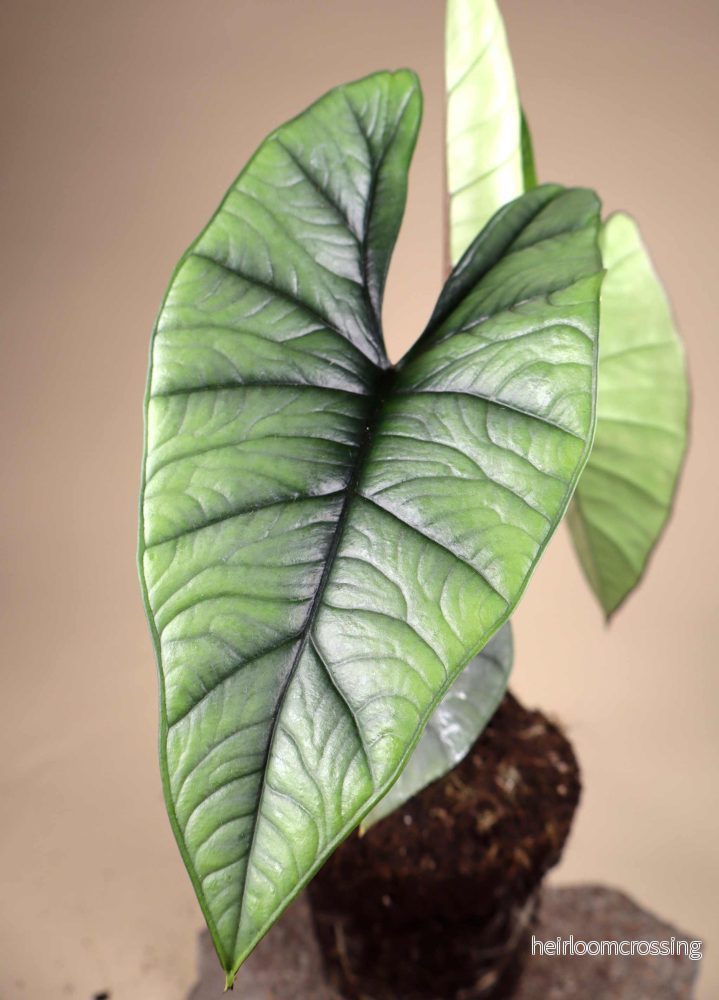 Alocasia bisma 'Silver' - Bild 2