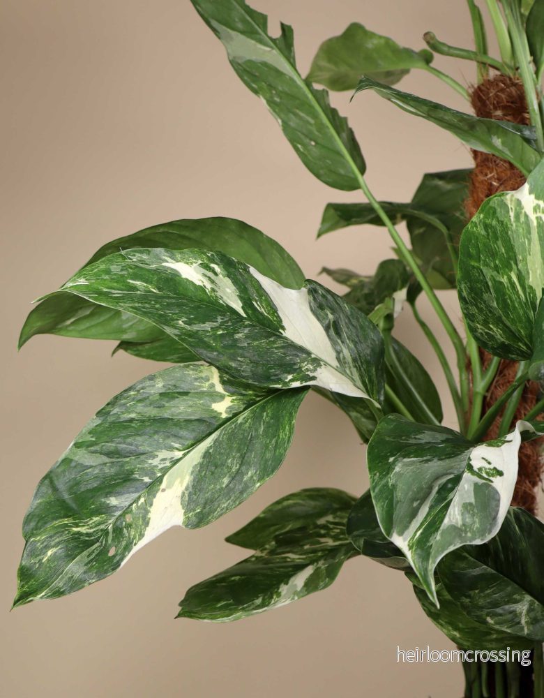 Monstera lechleriana Variegata - Bild 3