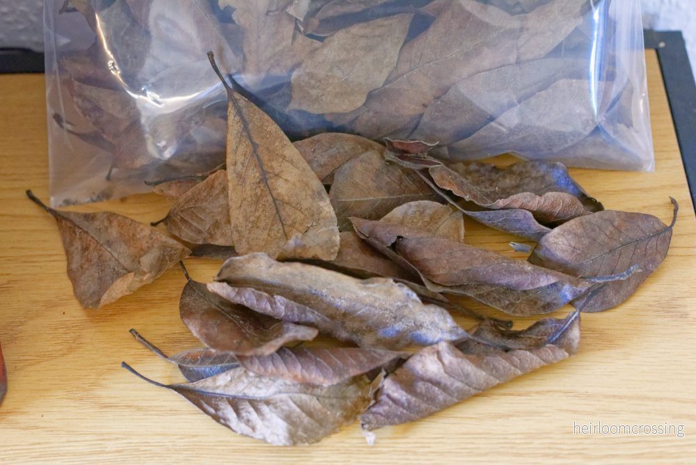 Magnoliablad (ca 2 liter) Magnoliablad (ca 2 liter)