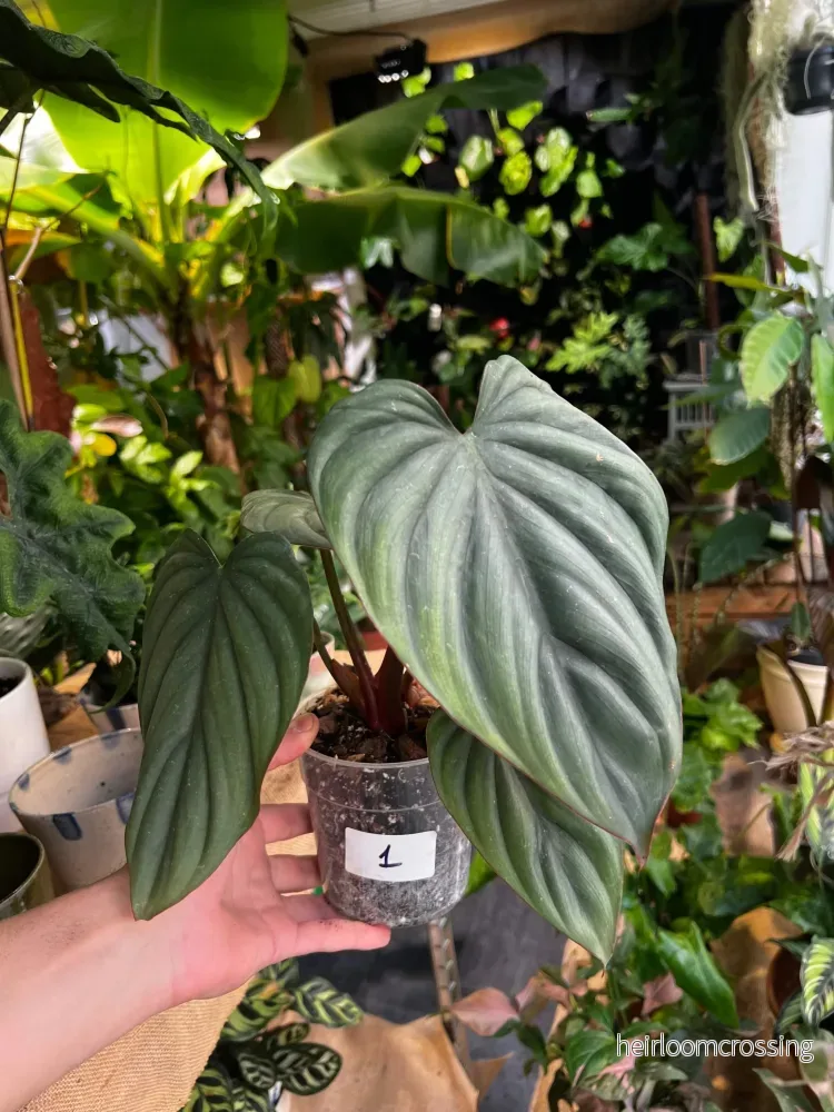 Philodendron sp Colombia - Bild 2