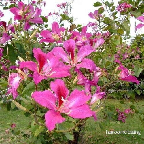Lila orkidéträd (Bauhinia purpurea) | frön, 10 st. - Bild 3