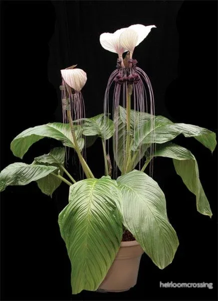 Vit fladdermusblomma (Tacca integrifolia) | frön, 10 st.