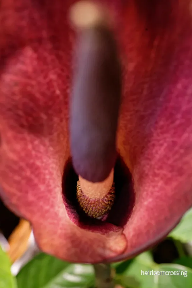 Djävulsplanta (Amorphophallus konjac) - Bild 3