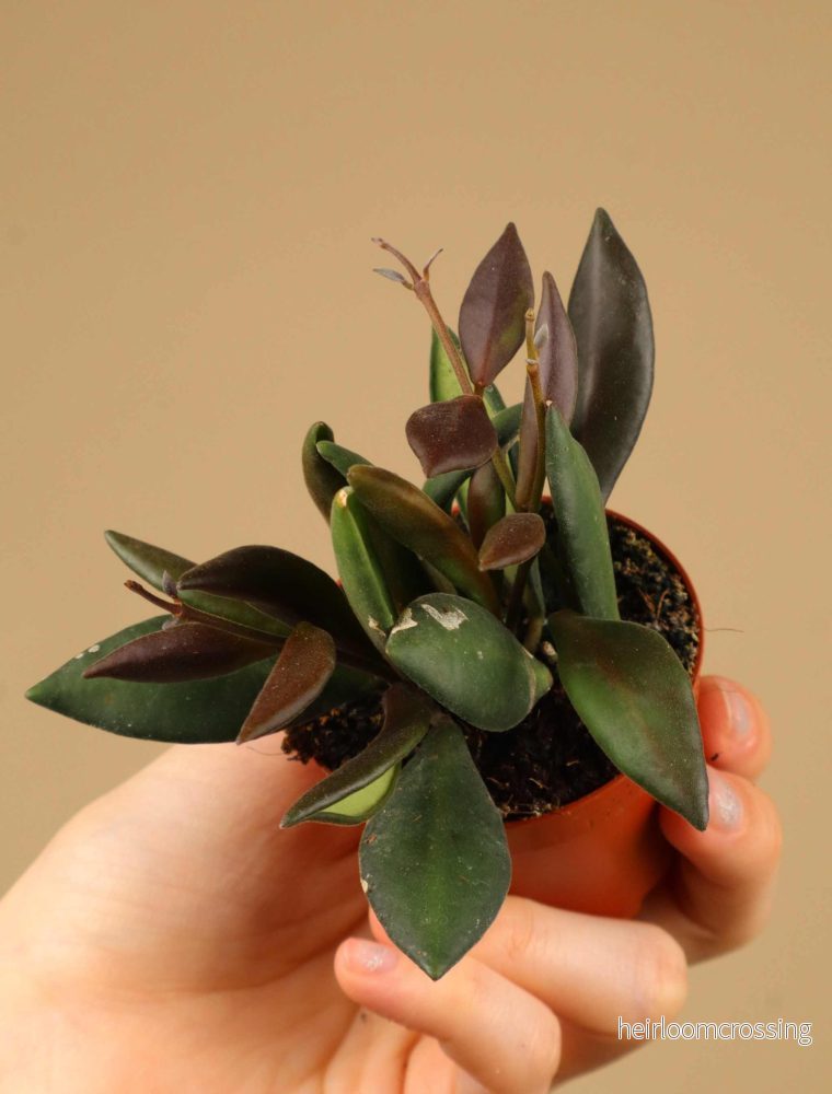Hoya rosita 'Red Maroon'