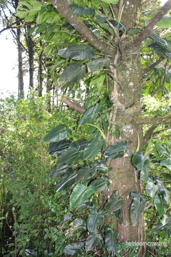 Philodendron brenesii - Bild 2