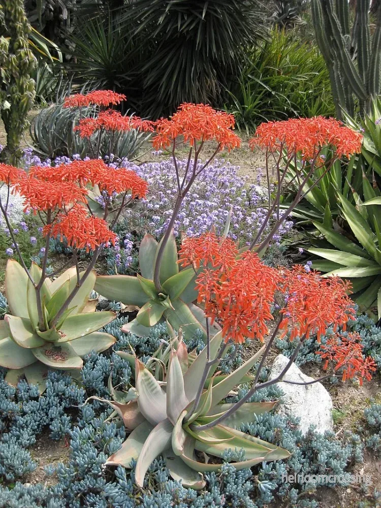 Korallaloe (Aloe striata) | frön, 20 st.