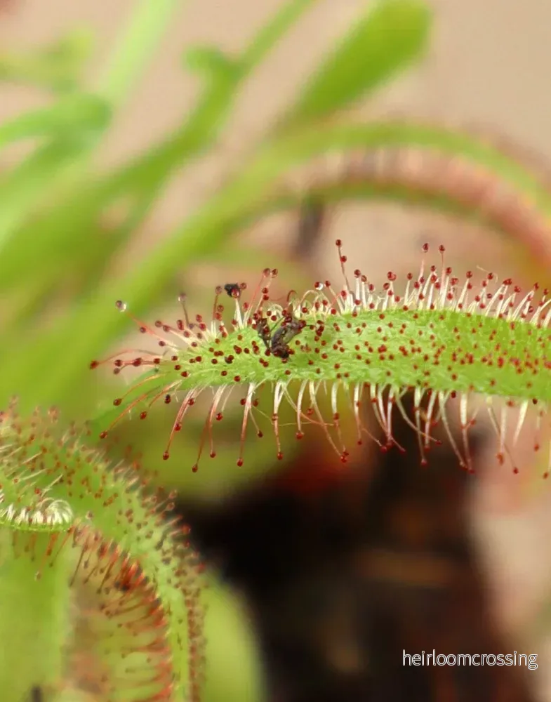 Drosera capensis - Bild 2