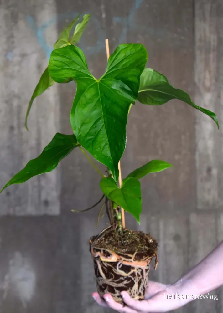 Anthurium balaoanum
