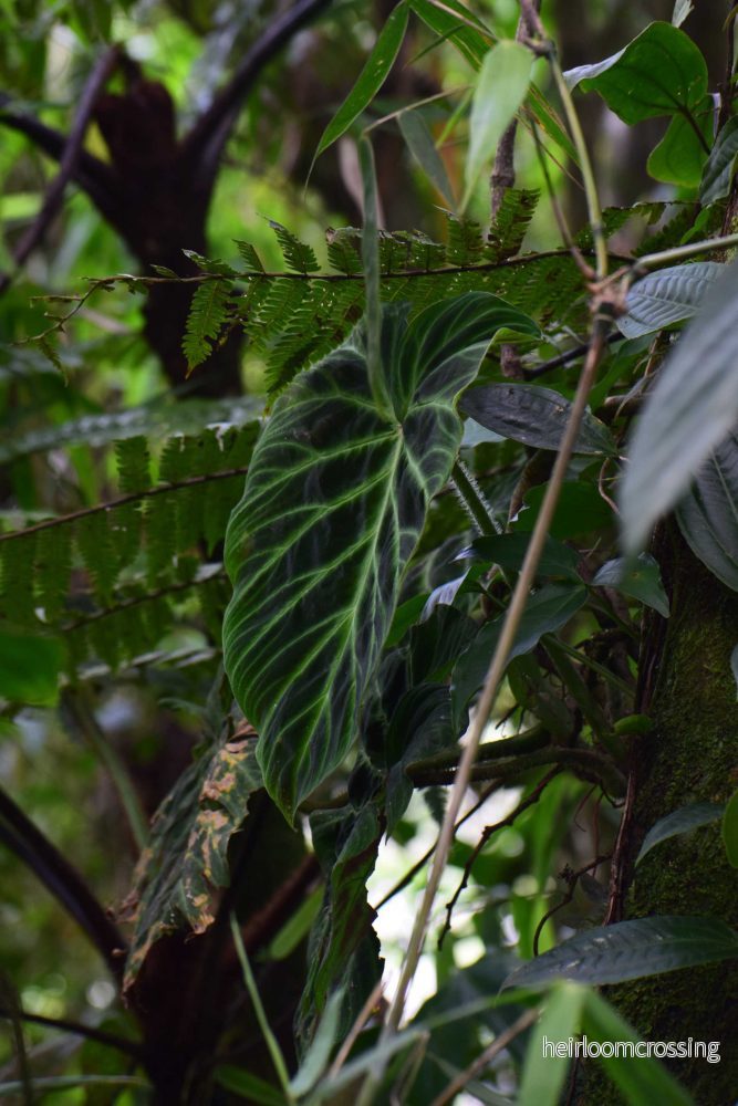 Philodendron verrucosum - Bild 3
