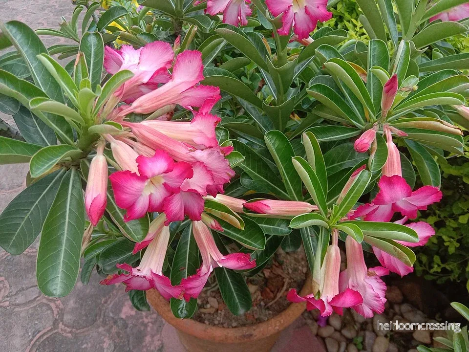 Ökenros (Adenium obesum) | frön, 10 st. - Bild 3