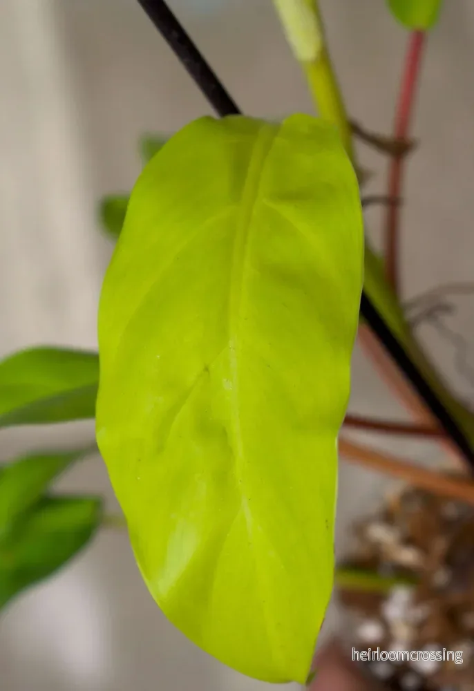 Philodendron Thai Sunrise - Bild 2