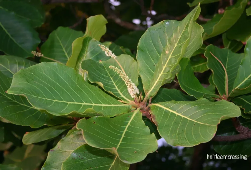 Indisk mandel (Terminalia catappa) | frön, 3 st.