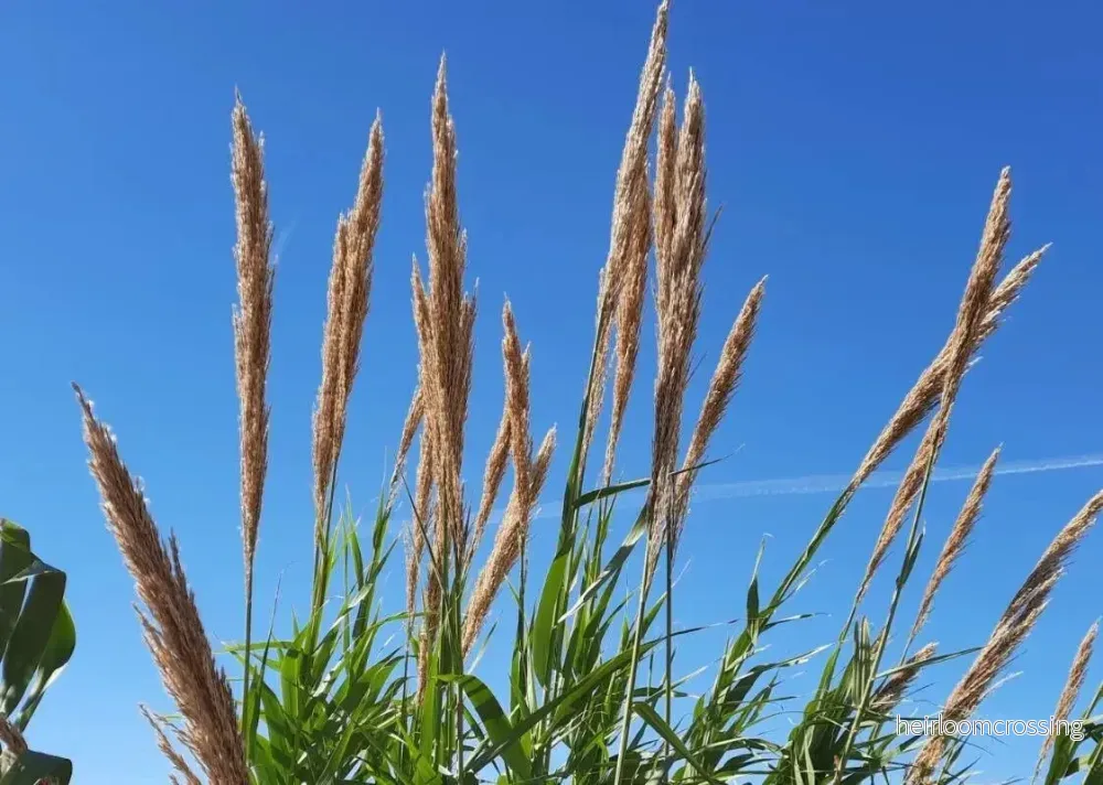 Jättevass (Arundo donax) | frön, 20 st. - Bild 3