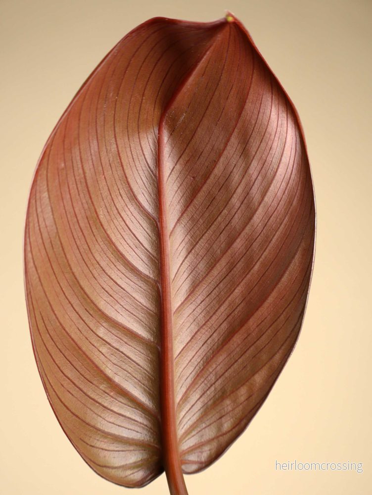 Homalomena 'Red Sumatra' - Bild 2