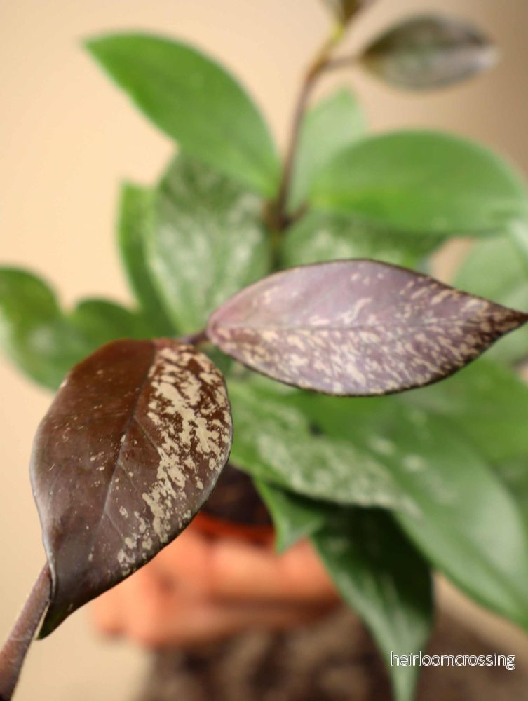 Hoya carnosa 'Freckles'