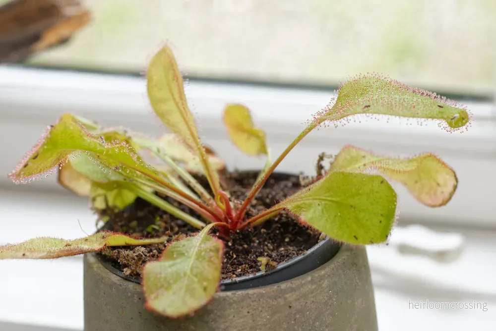 Queensland Sundew (Drosera andromeda) - Bild 2