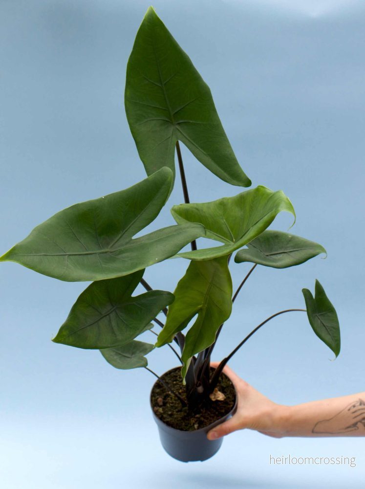 Alocasia zebrina 'black stem' - Bild 3