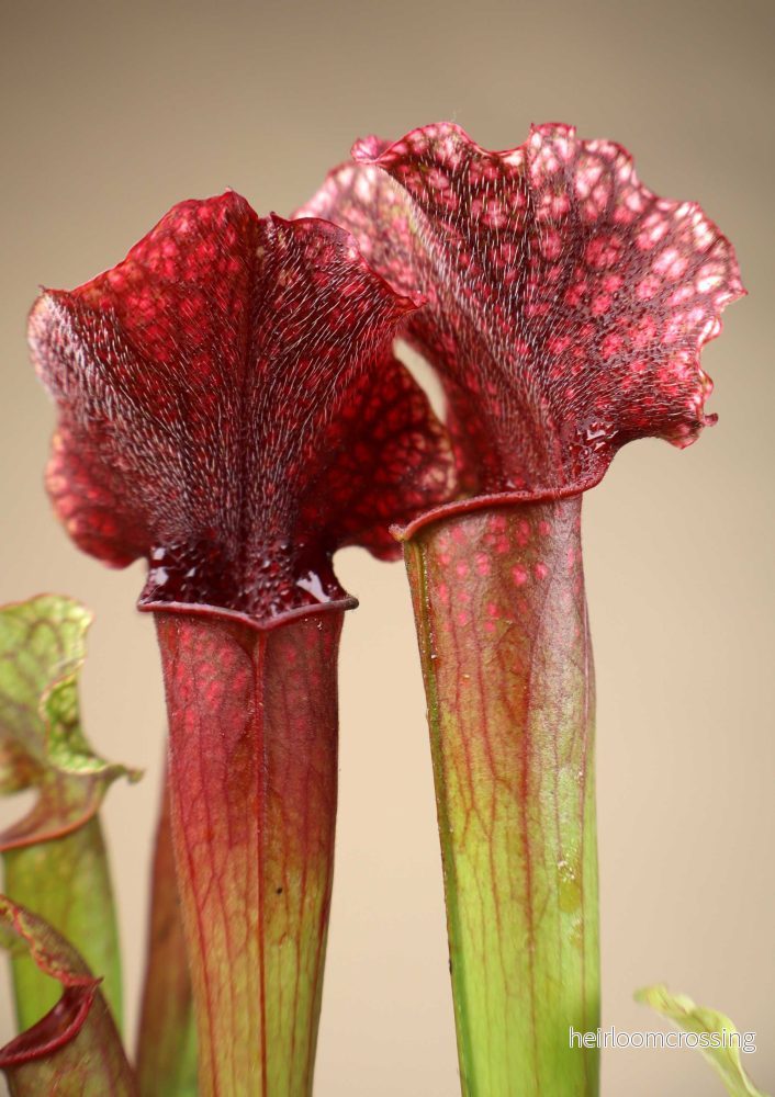Sarracenia | Flugtrumpet - Bild 2
