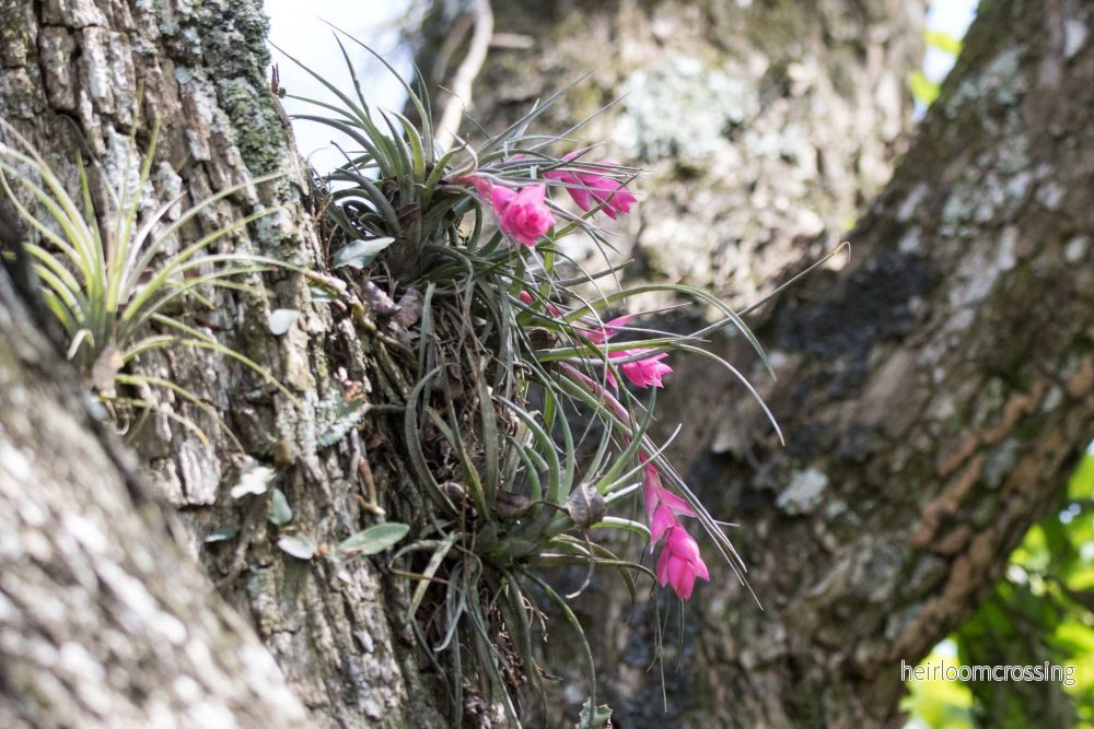 Tillandsia stricta - Bild 3