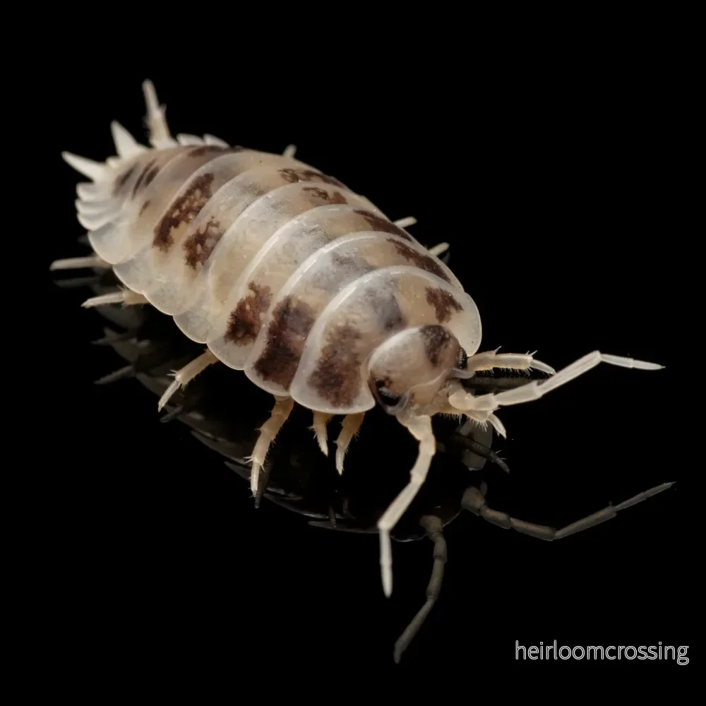 Slät grå bänkbitare (Porcellio laevis ”Dairy Cow”)