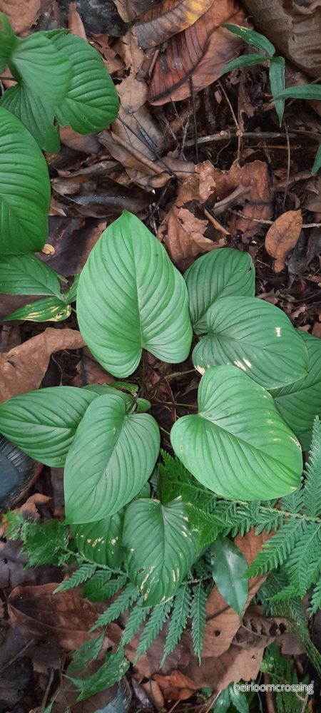 Philodendron grandipes - Bild 3