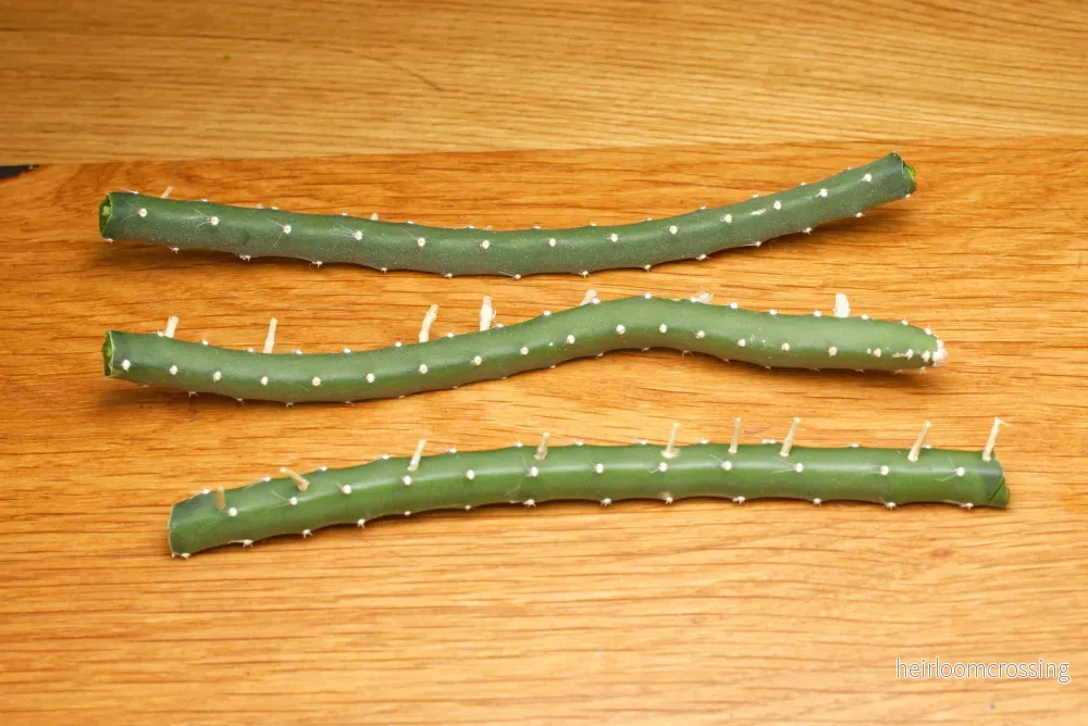 Nattens drottning (Selenicereus grandiflorus) | växt - Bild 2