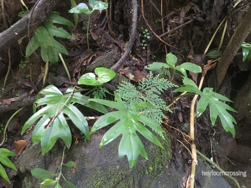 Philodendron mayoi - Bild 3