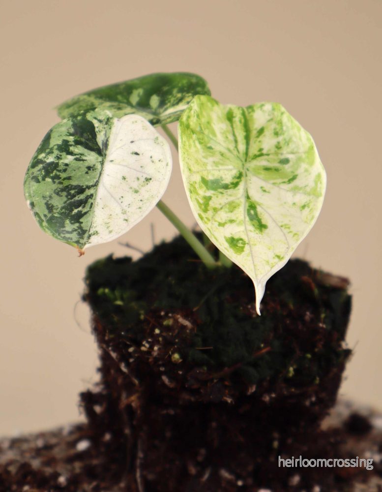 Alocasia dragon scale mint variegata - Bild 2