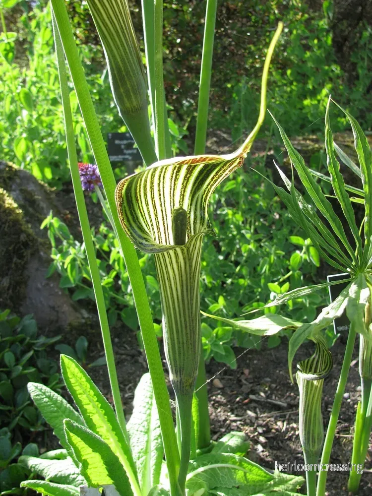 Kobraskäggskalla (Arisaema ciliatum) | frö, 10 st. Kobraskäggskalla (Arisaema ciliatum) | frö, 10 st.