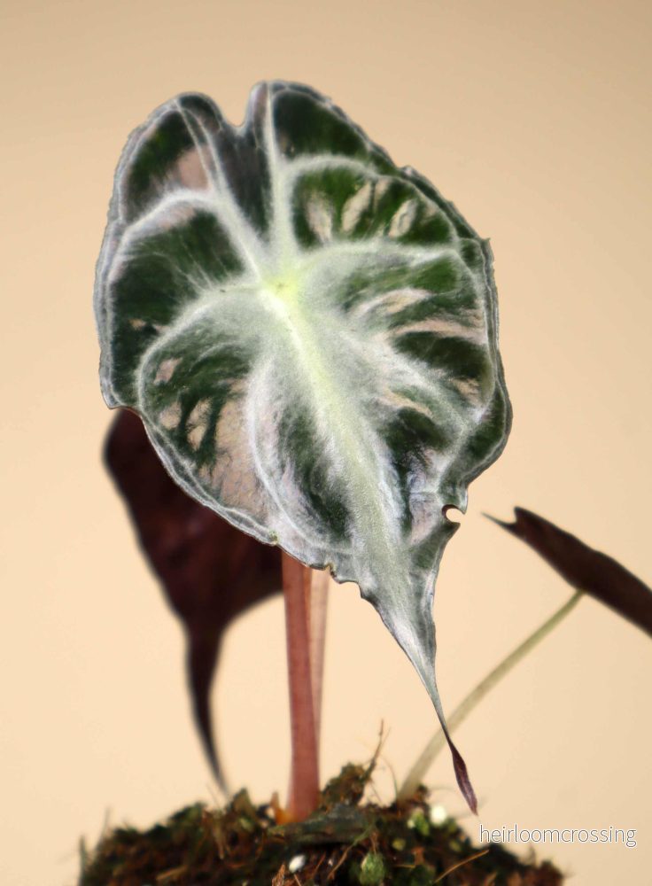 Alocasia 'Venom' - Bild 2