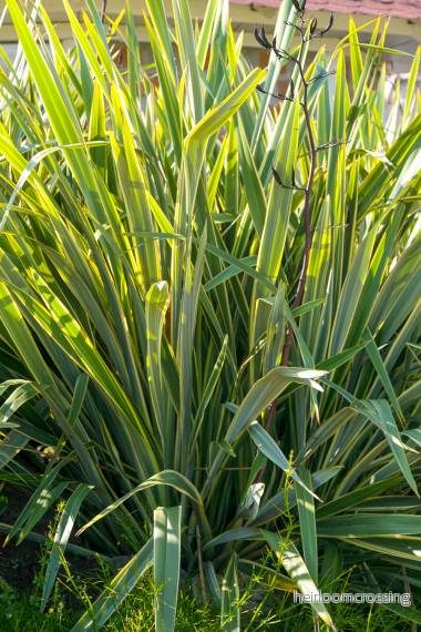 Brokig nyzeeländsk lin (Phormium tenax "Variegatum") | frön, 20 st.