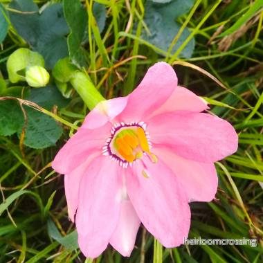 Tauso passionsfrukt (Passiflora coactilis) | frön, 20 st.