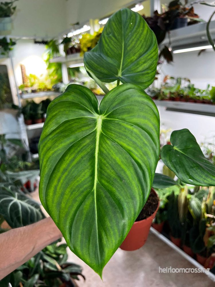 Philodendron ’Dean Mc Dowell’