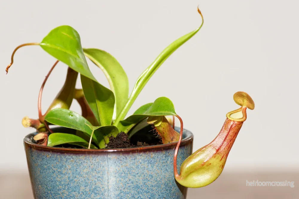 Nepenthes alata (Nepenthes alata) - Bild 3