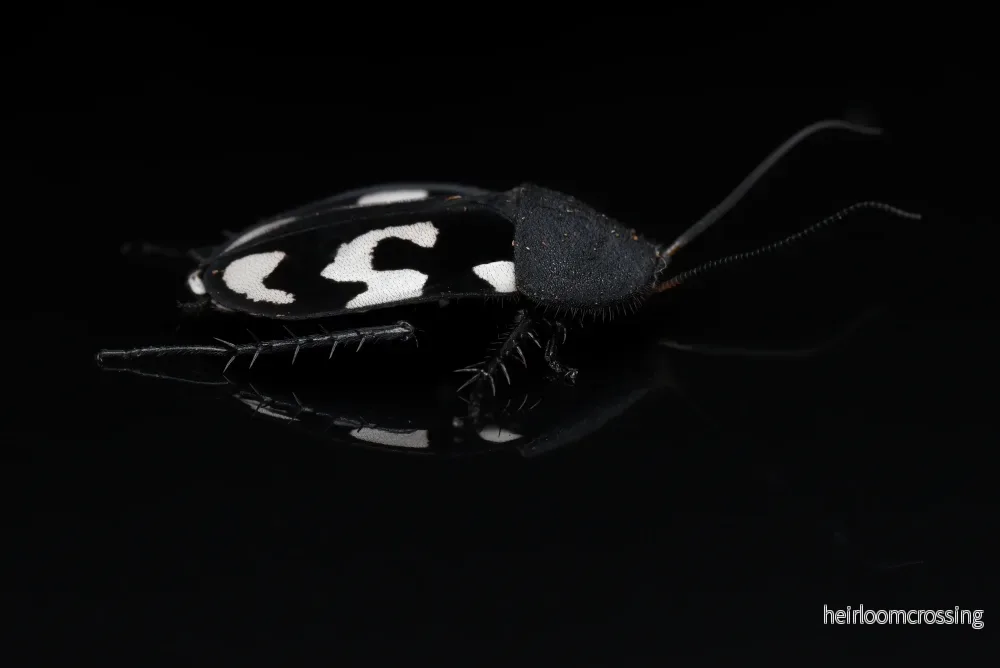 Frågetecken kackerlacka (Therea olegrandjeani) | 15 st. - Bild 2