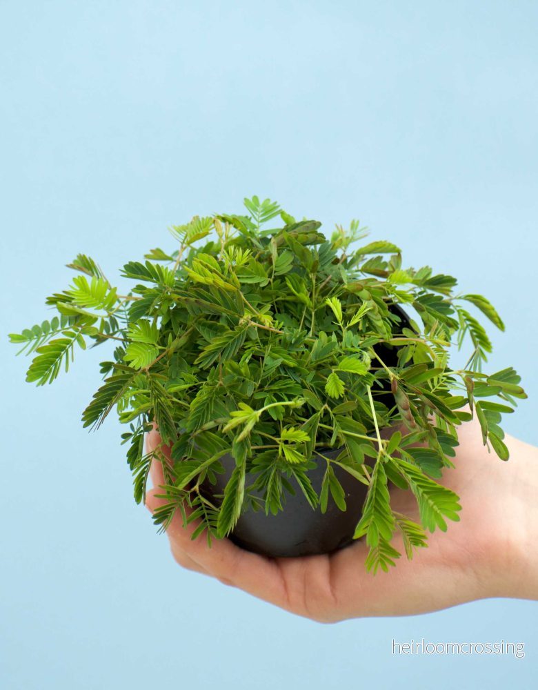 Sensitiva 'Mimosa pudica' - Bild 2