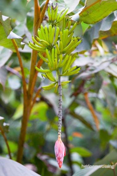 Hutan banan (Musa lawitiensis) | frön, 10 st.