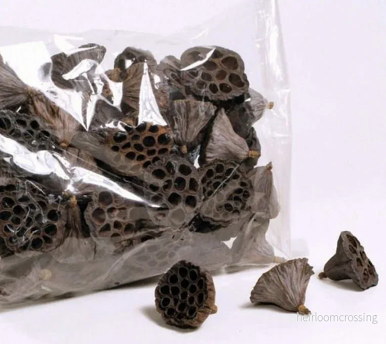 Lotus Pod 6–8 cm