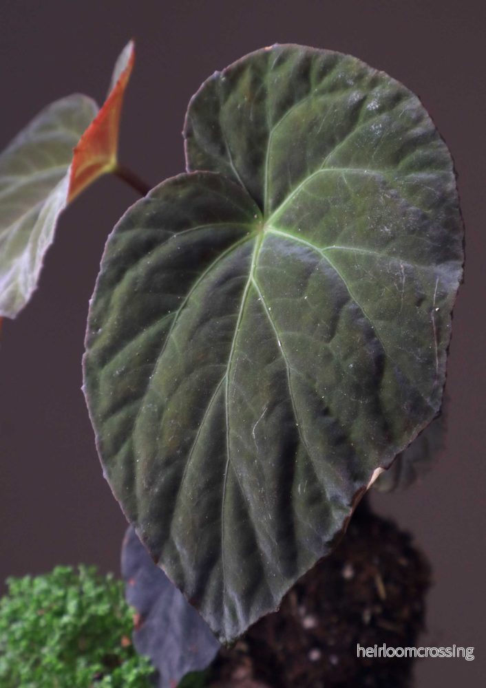 Begonia pavonina - Bild 3