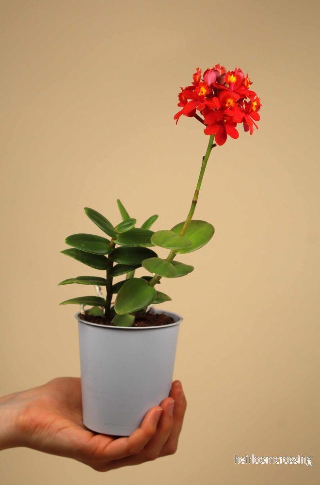 Epidendrum 'Ballerina' - Bild 2